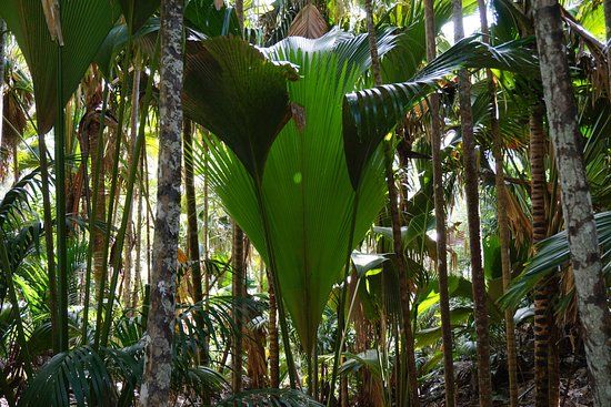 Rezerwat Przyrody Vallee de Mai